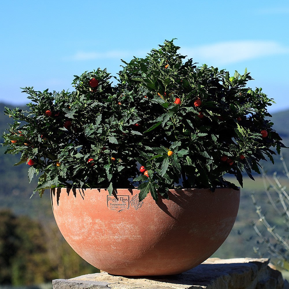 Lente Terracotta Bowl