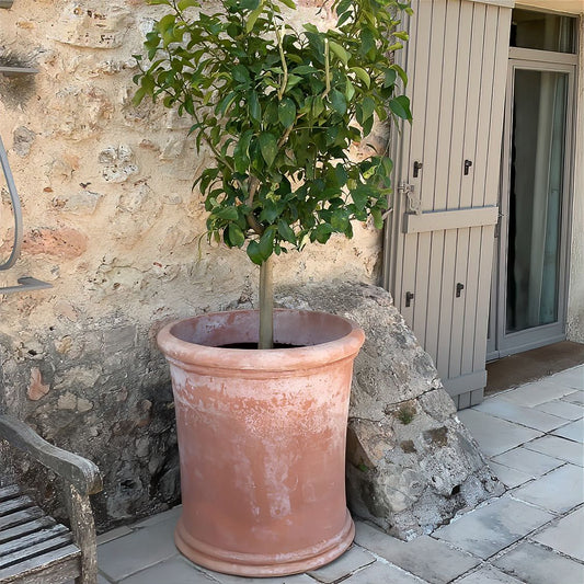 Terracotta Pot by Arabella Lennox Boyd